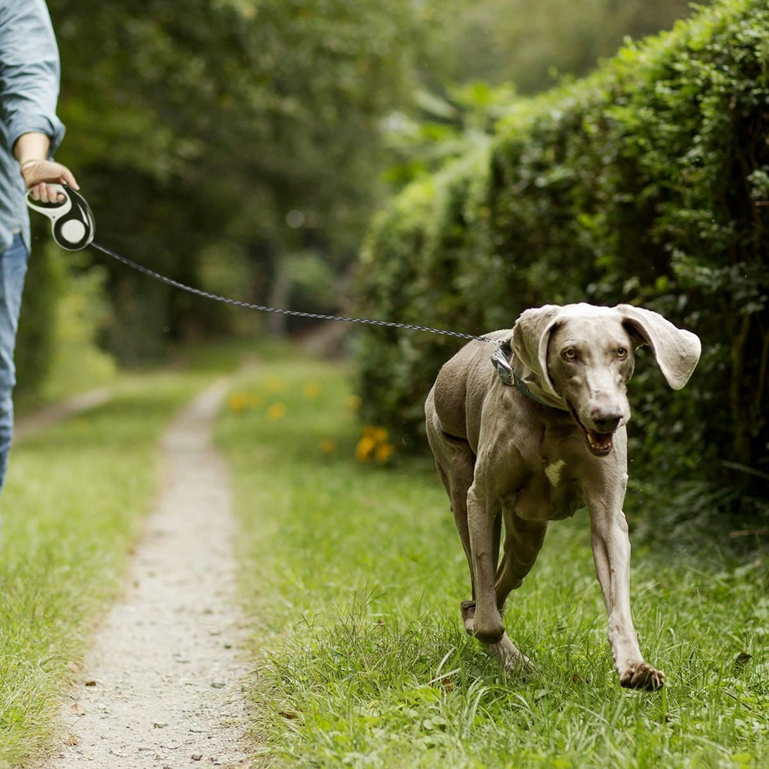 Extendable Pet Dog Lead Leash Collars Belt