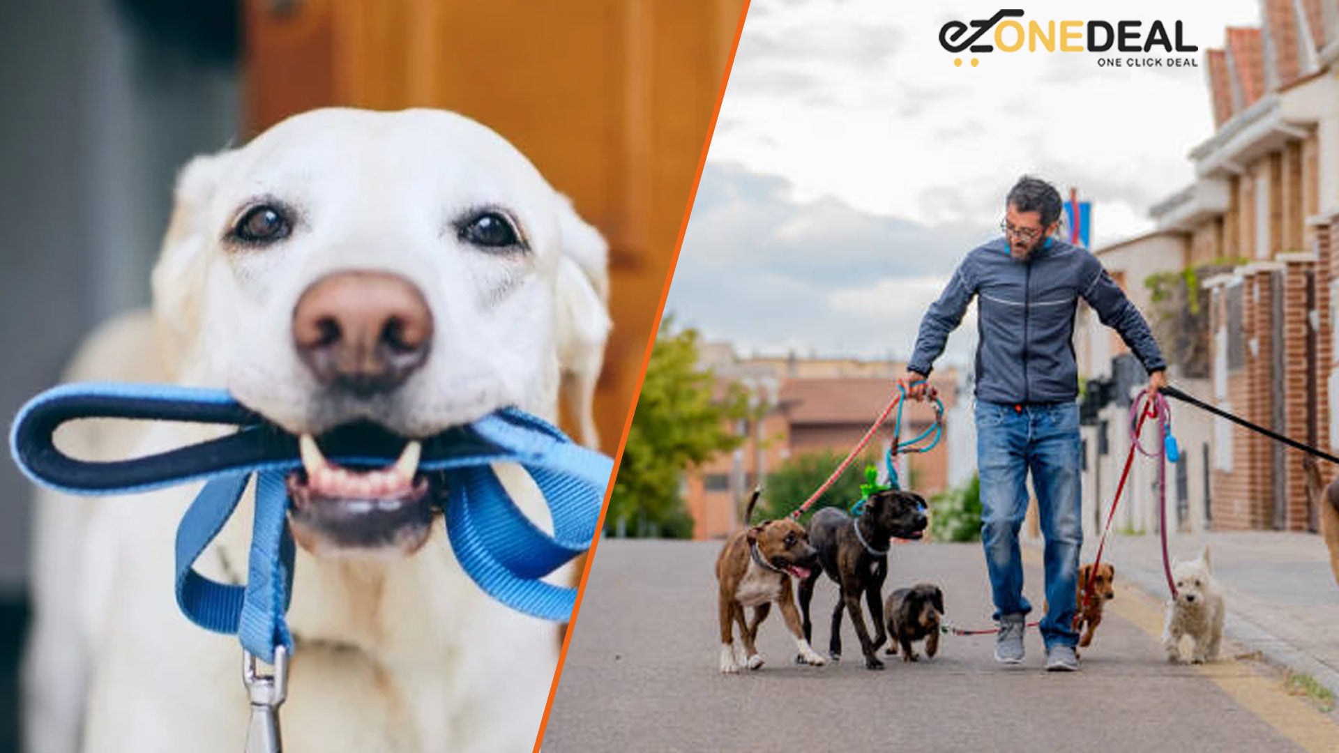 dog walking accessories