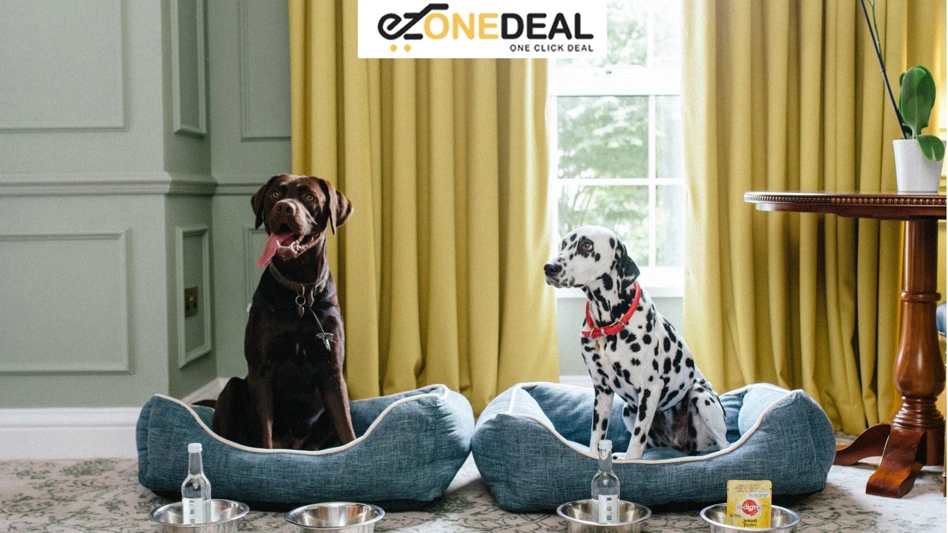 Your Pet Owner’s Guide to a Stylish Home