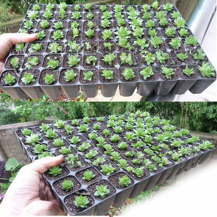 10 pcs Seed Grow Box