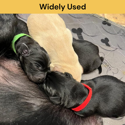 Puppy ID Collars