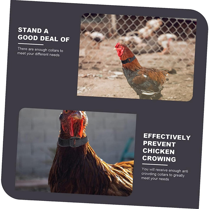 Anti Crow Collar for Roosters 10Pcs No Crow Belt ezonedeal