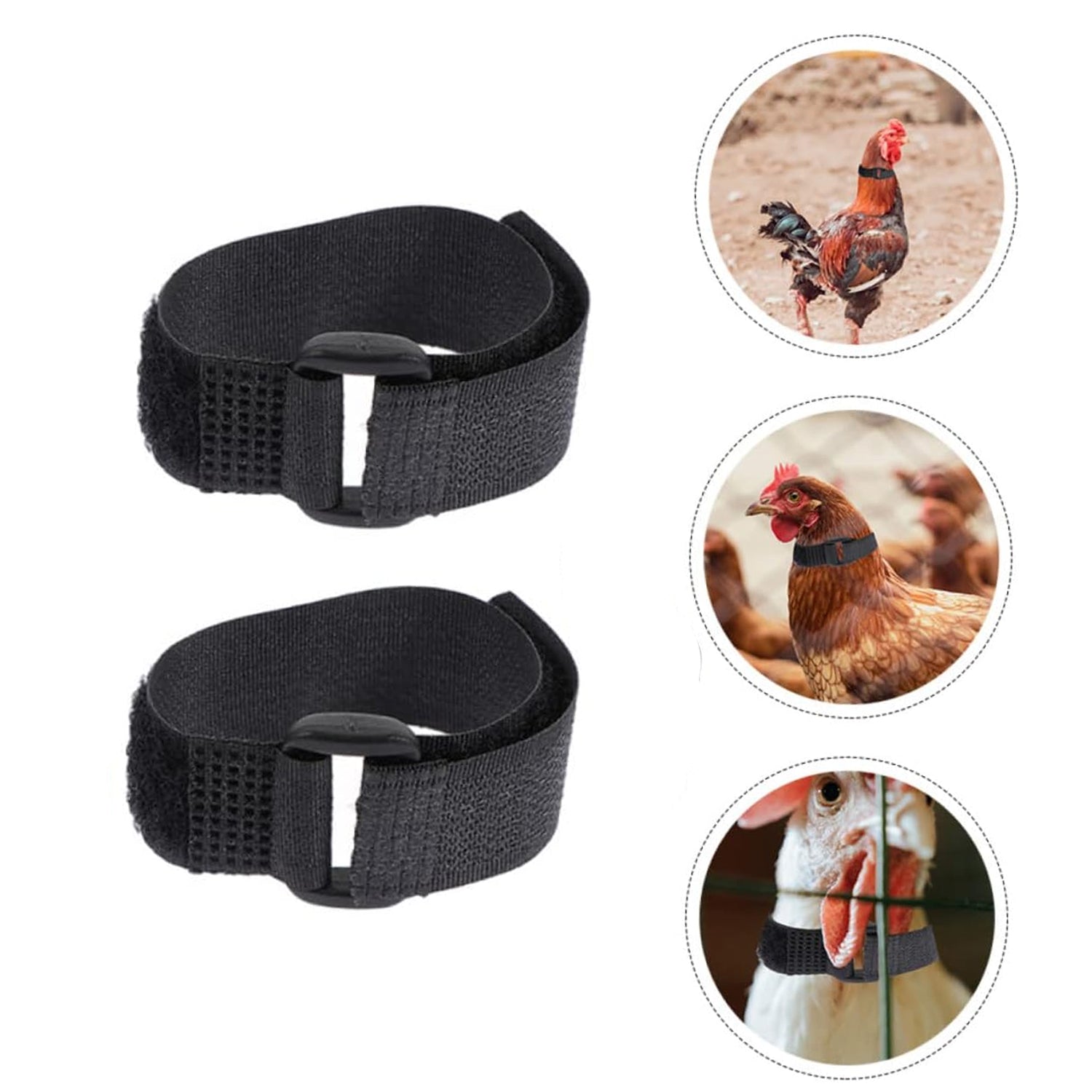 Anti Crow Collar for Roosters | 10Pcs No Crow Belt – ezonedeal